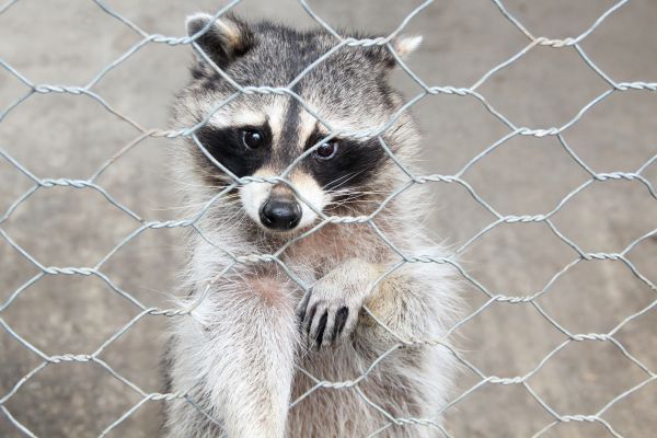 Redding Wildlife Removal