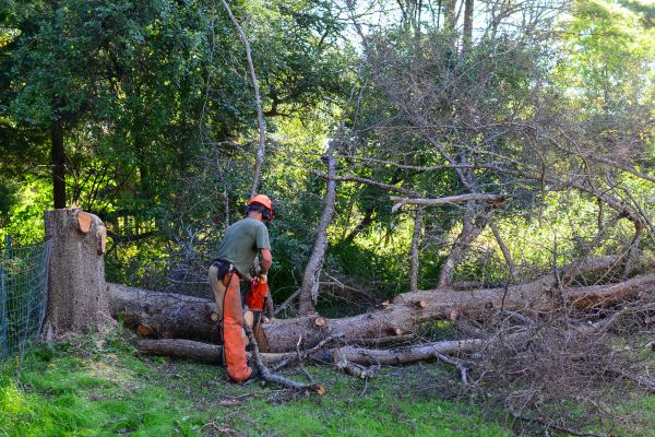 Redding Tree Removal