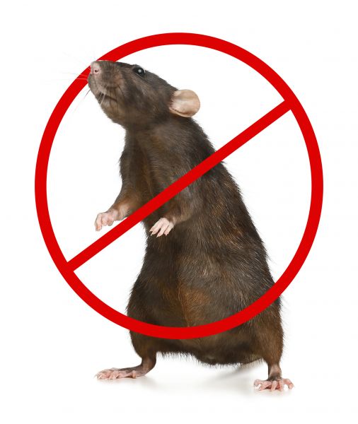 Redding Pest Control Service